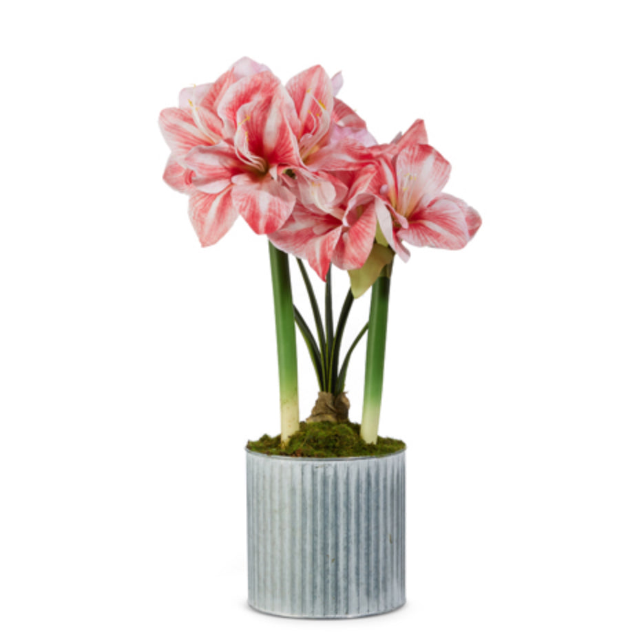 22” Real Touch Potted Amaryllis