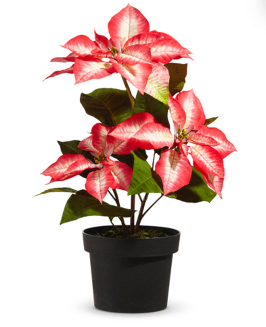 17” Potted Beauty Poinsettia