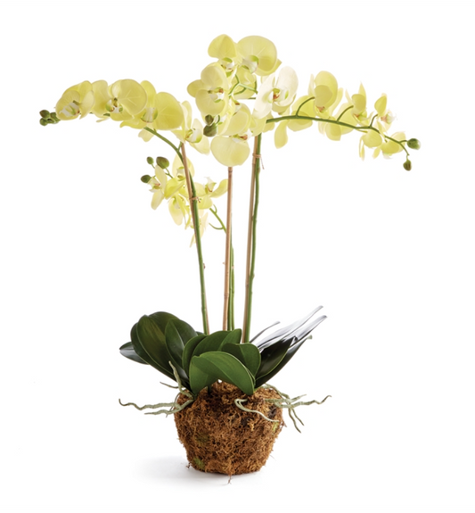 Phalaenopsis Orchid Drop In Yellow 30"