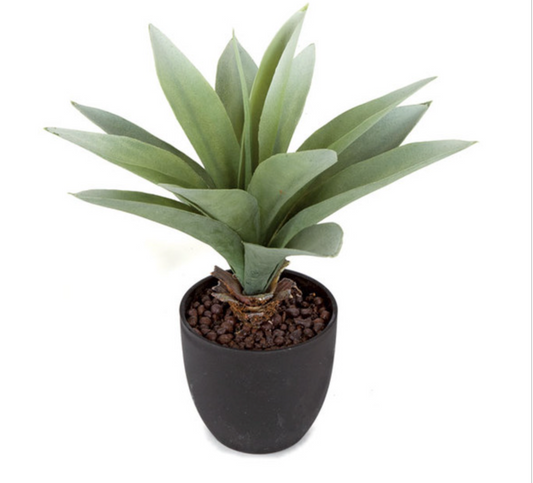 10" Potted Agave Bush