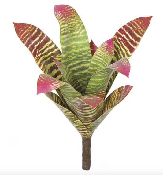 15" Bromeliad Plant