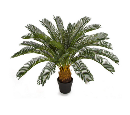 36' Cycas Palm Tree