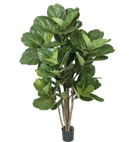 68" Fiddle Leaf Fig Tree