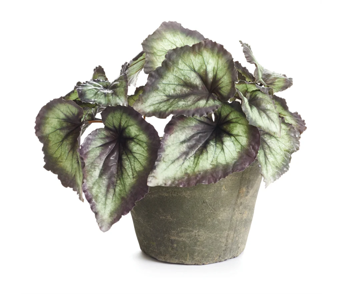 Heirloom Escargot Begonia 11"