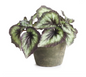 Heirloom Escargot Begonia 11"