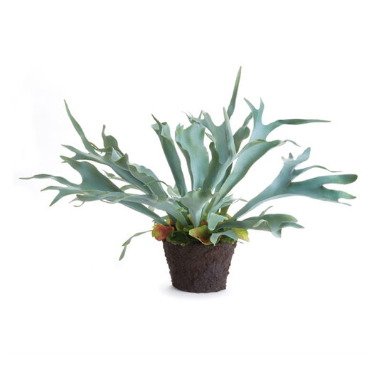 Staghorn Fern Drop In 21"