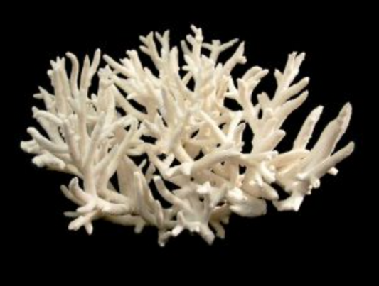 Staghorn Coral XL