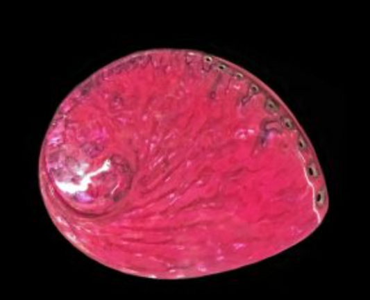 Pink Midas Abalone