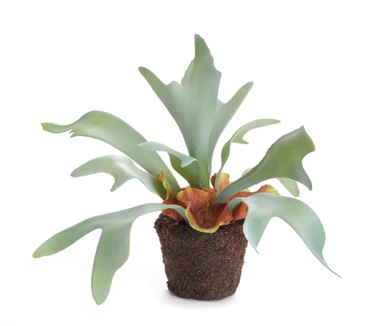 Staghorn Fern Drop In 9"