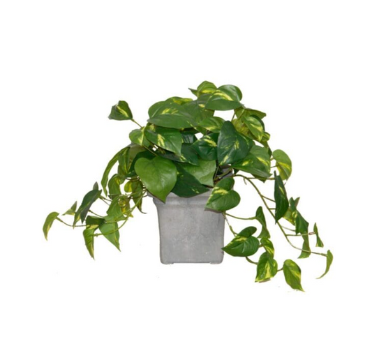 Grey Stone Pot w/ Pothos Vine  13"h