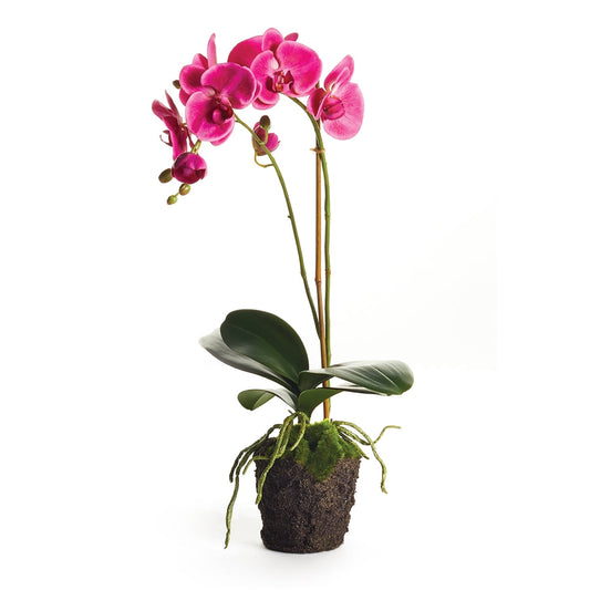 Phal. Drop-In 23" Magenta 23