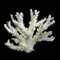 Branch Coral 7-10"