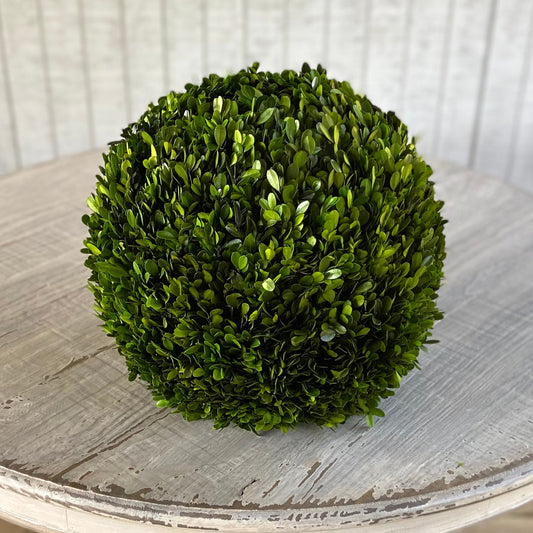 Preserved Boxwood Ball 16"