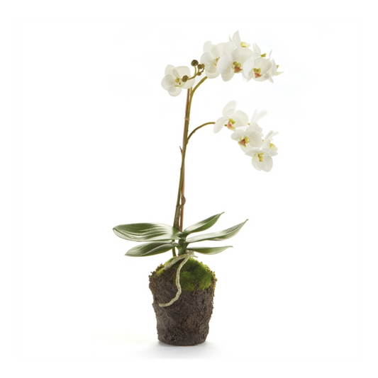 Wh. Phal. Drop In 17"