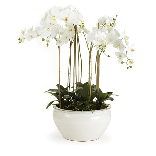 BB Phalaenopsis 36" In Ceramic Bowl