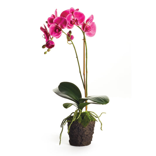 Phal. Drop-In 23" Magenta