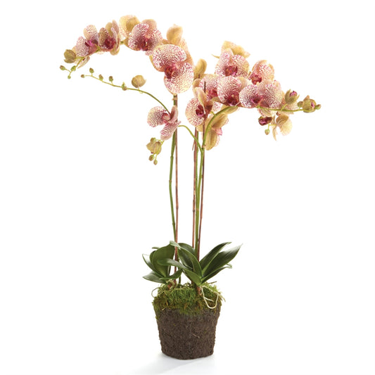 Phalaenopsis 32" Burgundy Drop-In